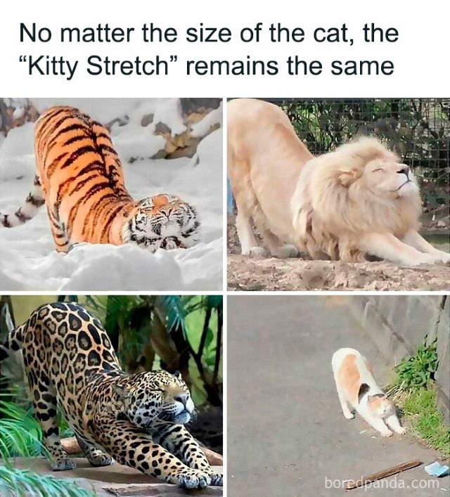 Shangrala's Funny Animal Memes