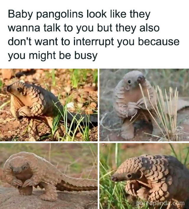 Shangrala's Funny Animal Memes