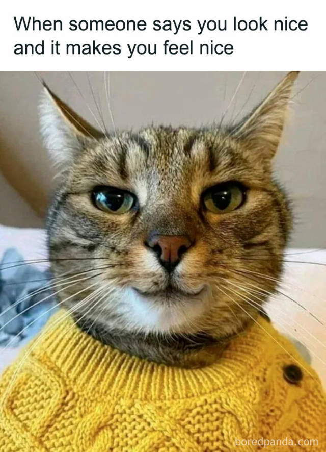 Shangrala's Funny Animal Memes