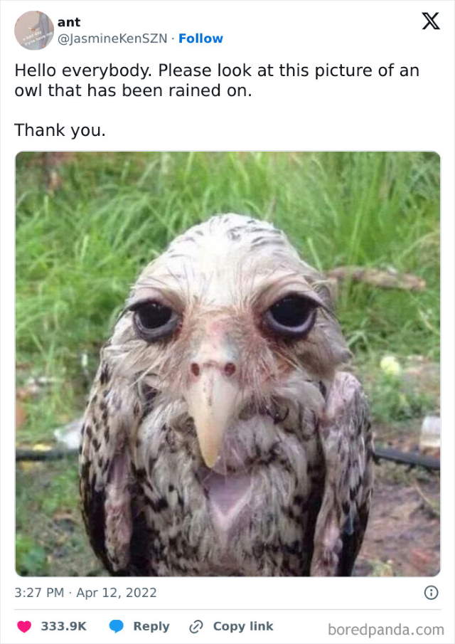 Shangrala's Funny Animal Memes