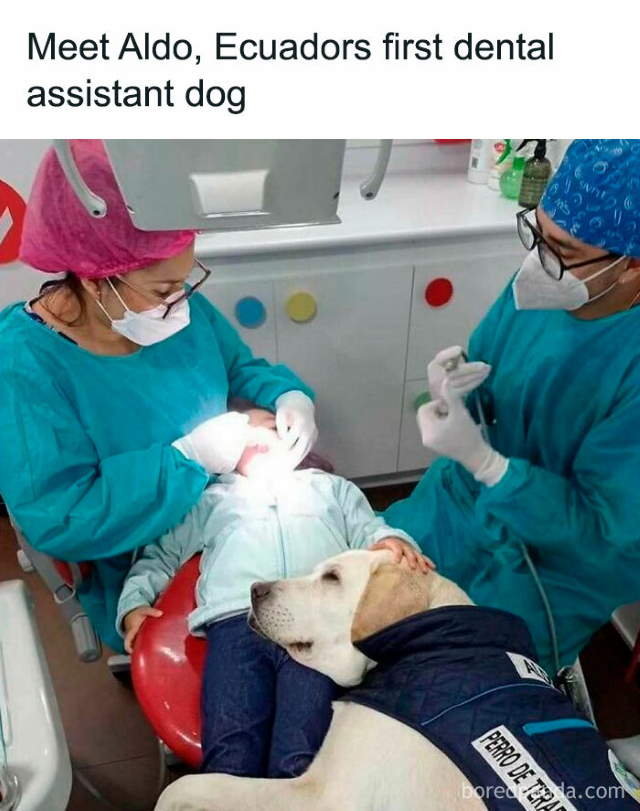 Shangrala's Funny Animal Memes
