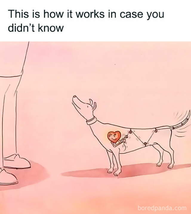 Shangrala's Funny Animal Memes