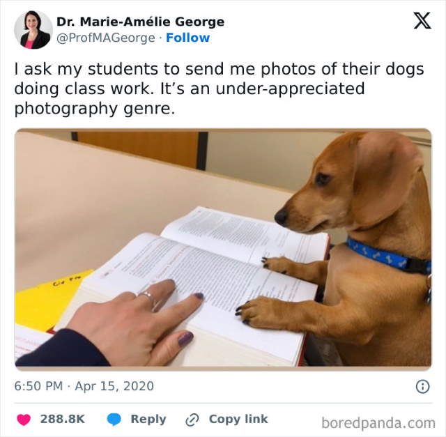 Shangrala's Funny Animal Memes