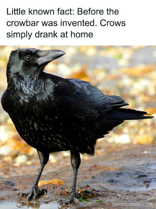 Shangrala's Funny Animal Memes