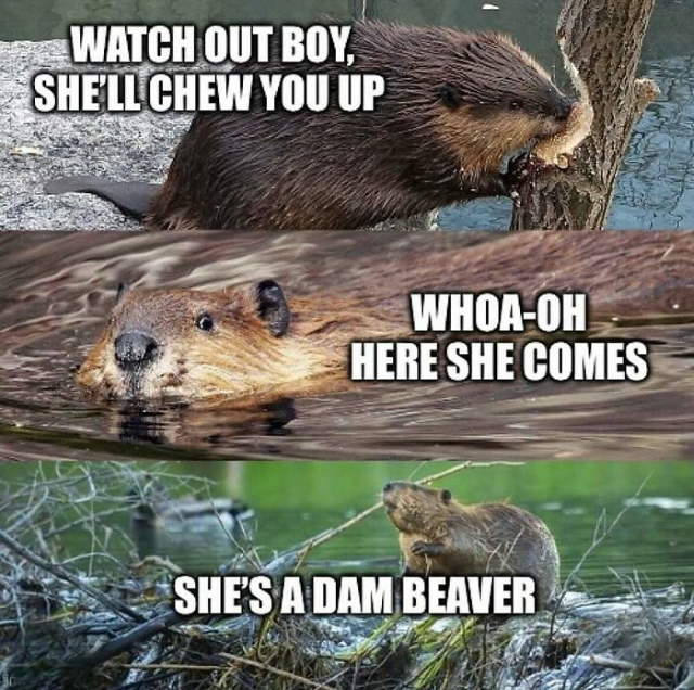 Shangrala's Funny Animal Memes