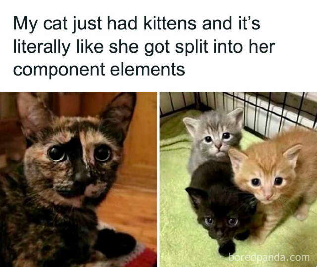 Shangrala's Funny Animal Memes