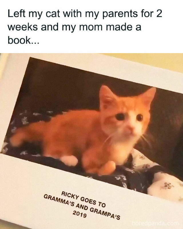 Shangrala's Funny Animal Memes