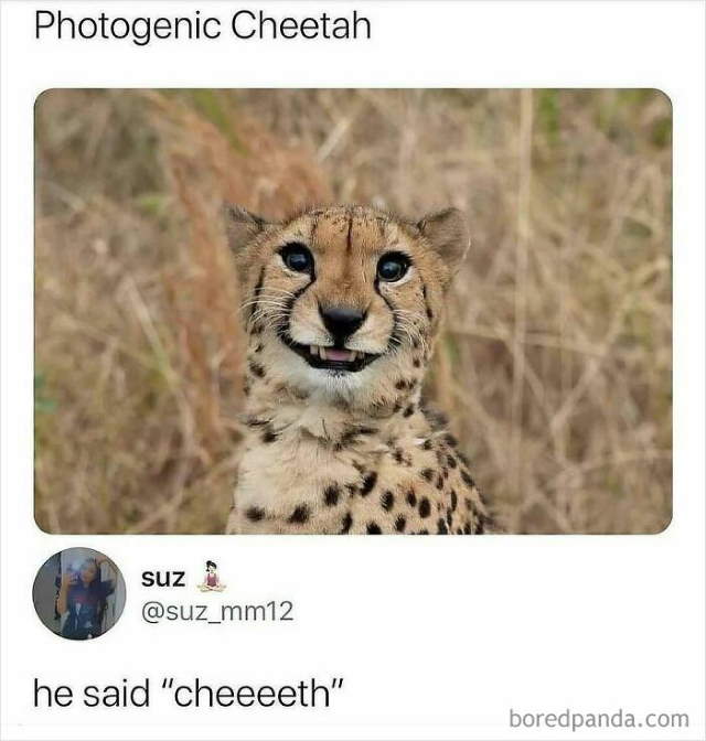 Shangrala's Funny Animal Memes