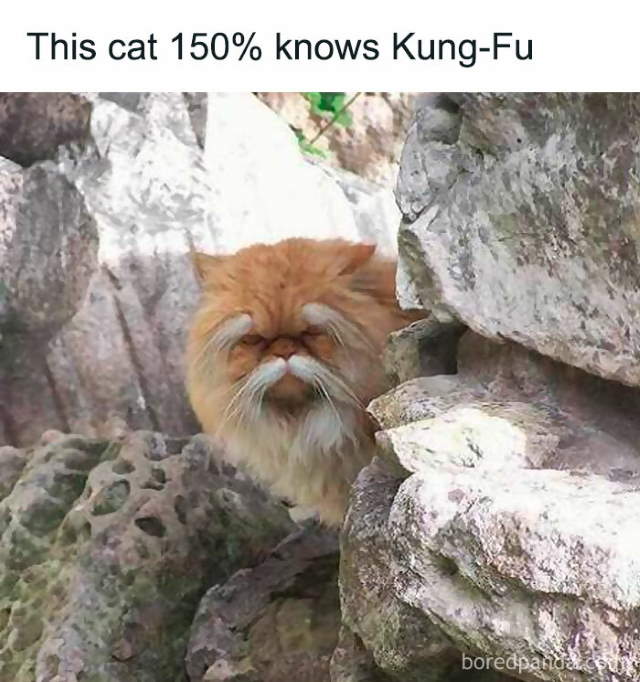 Shangrala's Funny Animal Memes