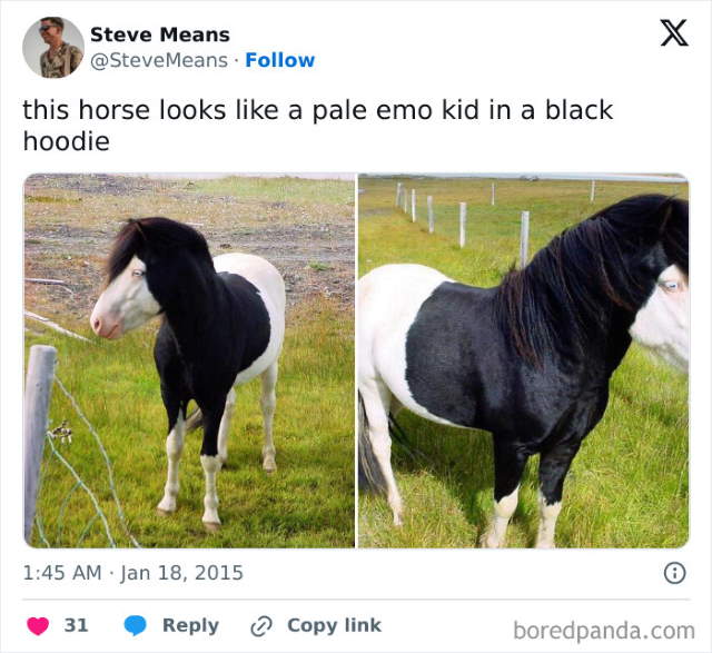 Shangrala's Funny Animal Memes