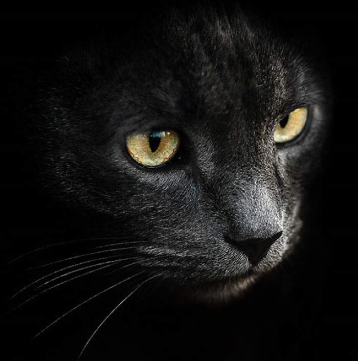 Shangrala's Amazing Animal Portraits