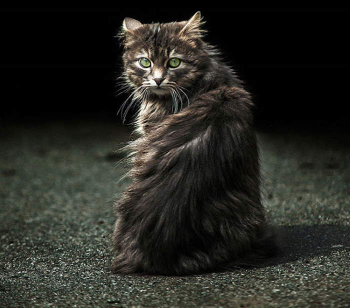 Shangrala's Amazing Animal Portraits
