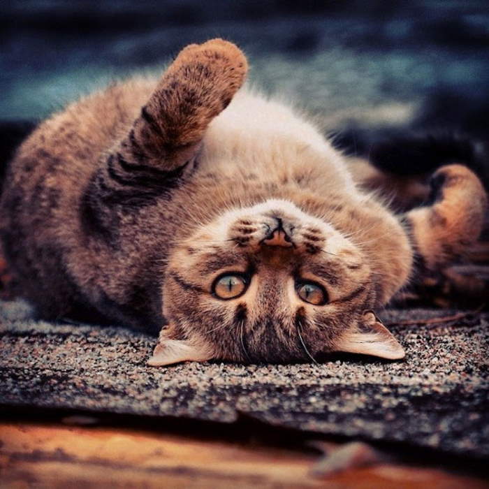 Shangrala's Amazing Animal Portraits