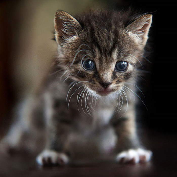 Shangrala's Amazing Animal Portraits