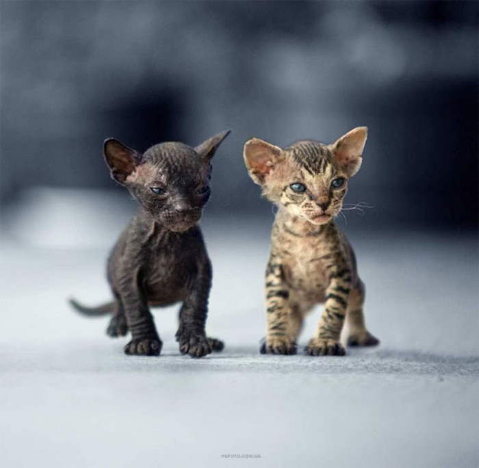 Shangrala's Amazing Animal Portraits