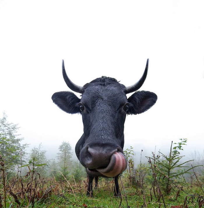 Shangrala's Amazing Animal Portraits