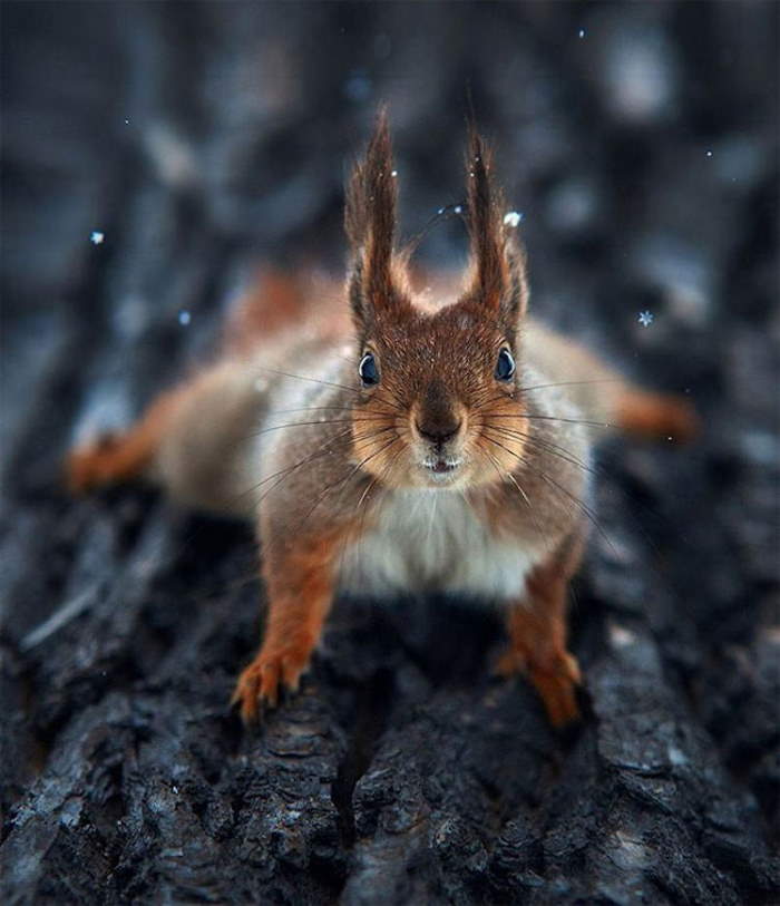 Shangrala's Amazing Animal Portraits