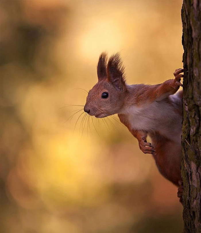 Shangrala's Amazing Animal Portraits