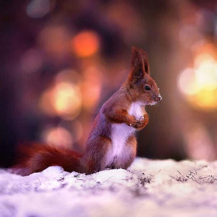 Shangrala's Amazing Animal Portraits