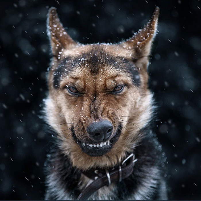 Shangrala's Amazing Animal Portraits