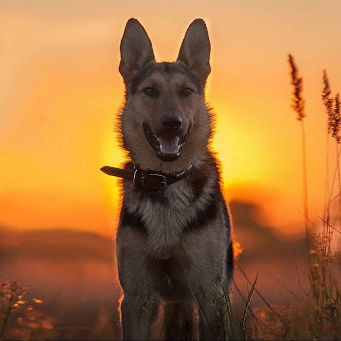 Shangrala's Amazing Animal Portraits