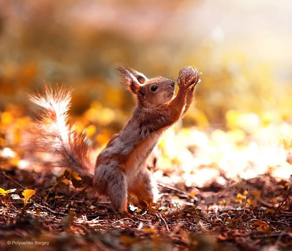 Shangrala's Amazing Animal Portraits