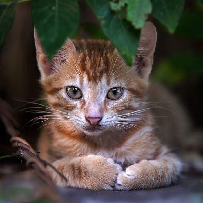 Shangrala's Amazing Animal Portraits