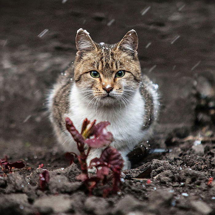 Shangrala's Amazing Animal Portraits