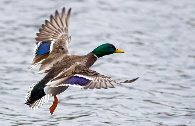 Shangrala's High Flying Birds