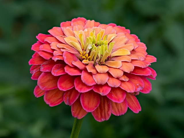 Shangrala's Beautiful Quick Bloomers