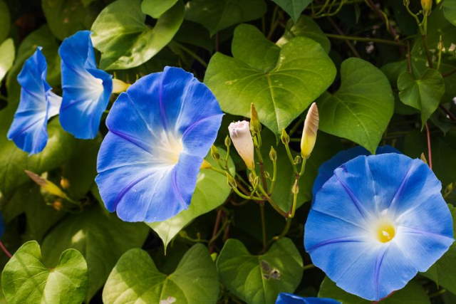 Shangrala's Beautiful Quick Bloomers