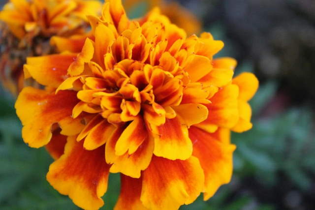 Shangrala's Beautiful Quick Bloomers