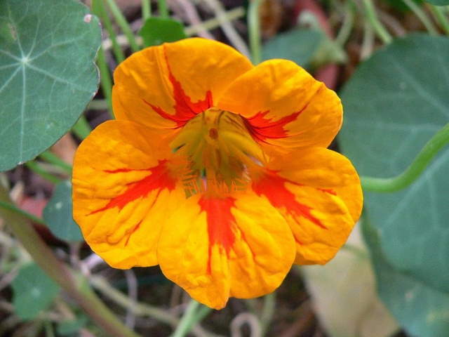 Shangrala's Beautiful Quick Bloomers