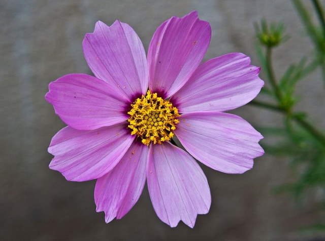 Shangrala's Beautiful Quick Bloomers