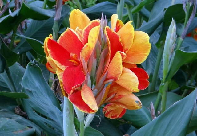 Shangrala's Beautiful Quick Bloomers