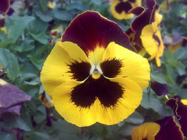 Shangrala's Beautiful Quick Bloomers