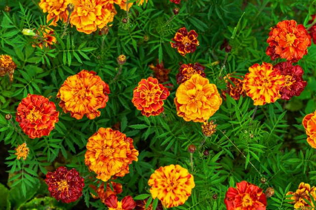 Shangrala's Beautiful Quick Bloomers