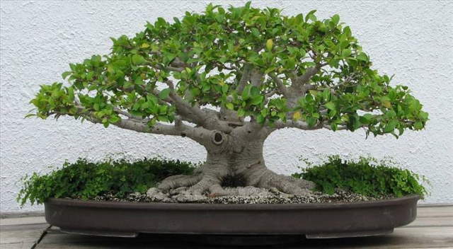 Shangrala's Beautiful Bonsai Trees