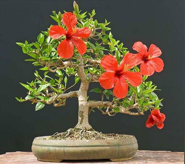 Shangrala's Beautiful Bonsai Trees