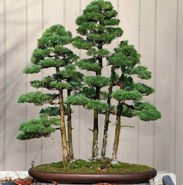 Shangrala's Beautiful Bonsai Trees