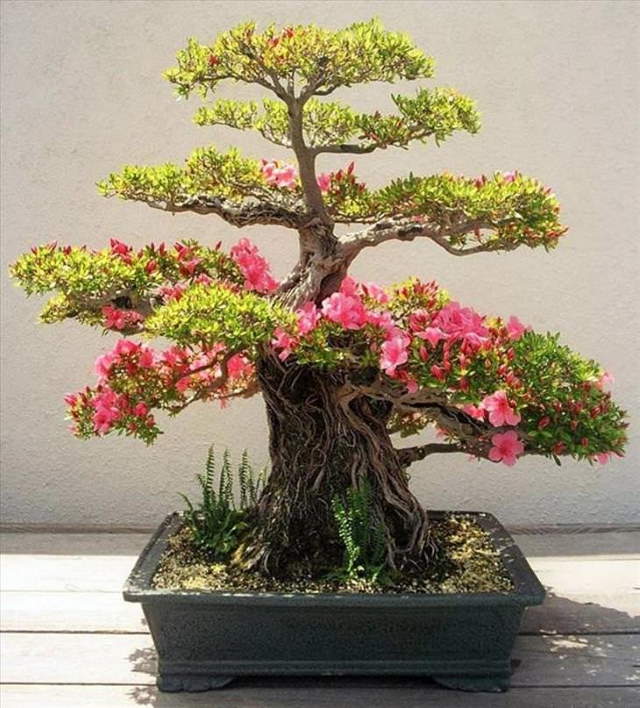 Shangrala's Beautiful Bonsai Trees