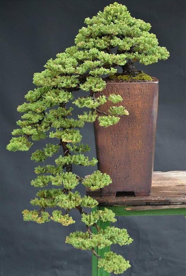 Shangrala's Beautiful Bonsai Trees