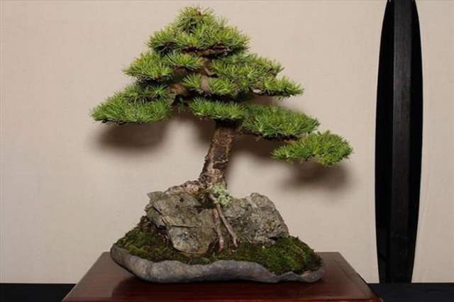 Shangrala's Beautiful Bonsai Trees