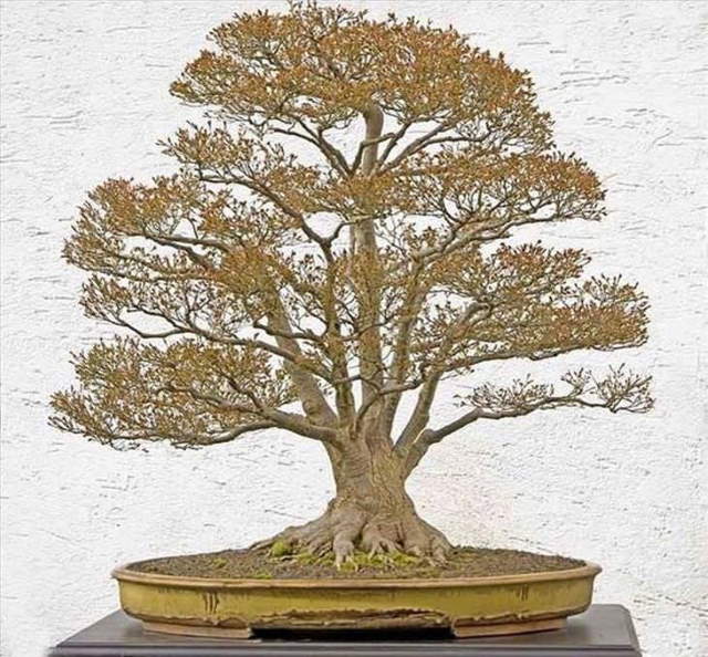 Shangrala's Beautiful Bonsai Trees