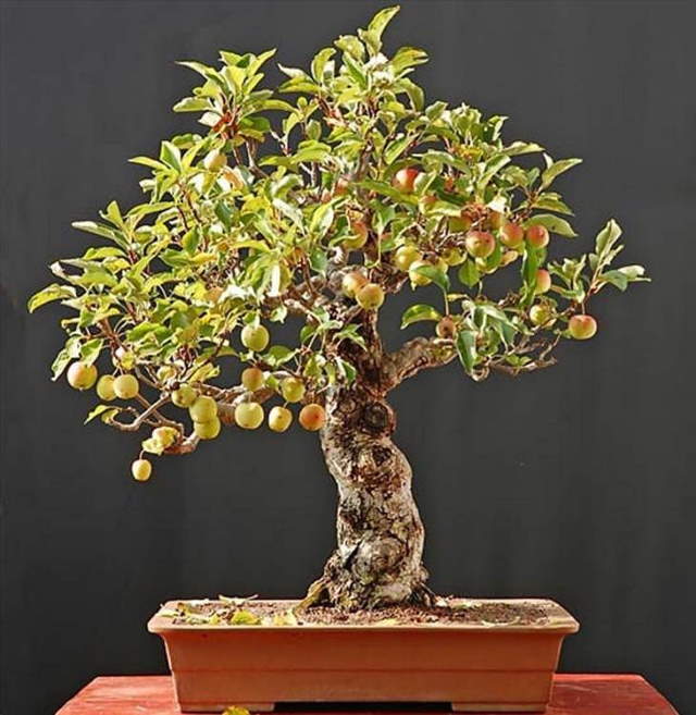 Shangrala's Beautiful Bonsai Trees
