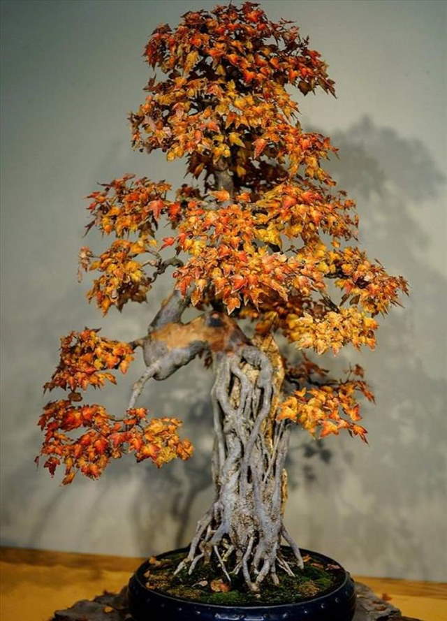 Shangrala's Beautiful Bonsai Trees