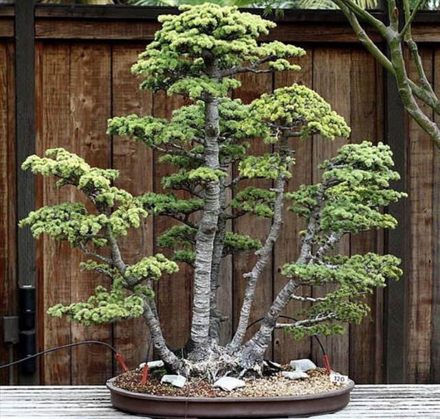 Shangrala's Beautiful Bonsai Trees