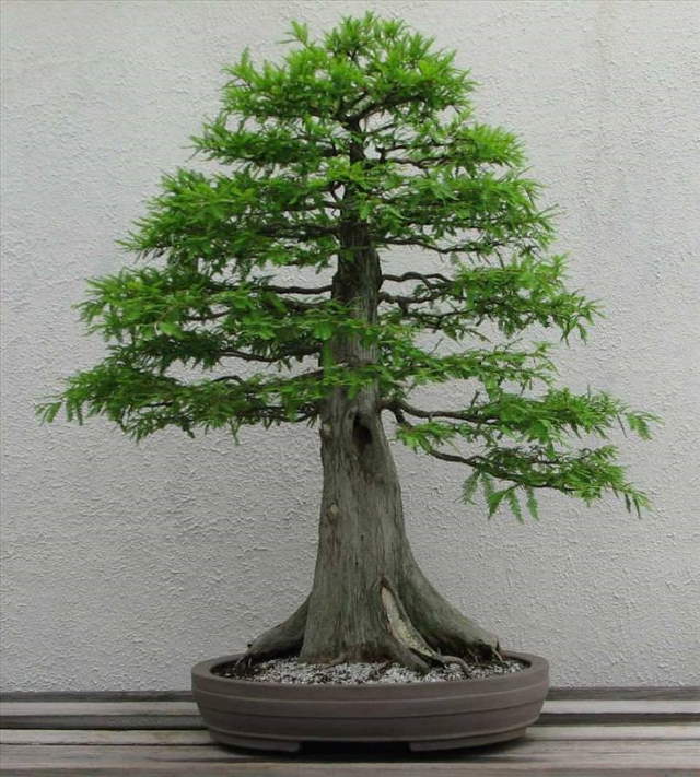 Shangrala's Beautiful Bonsai Trees