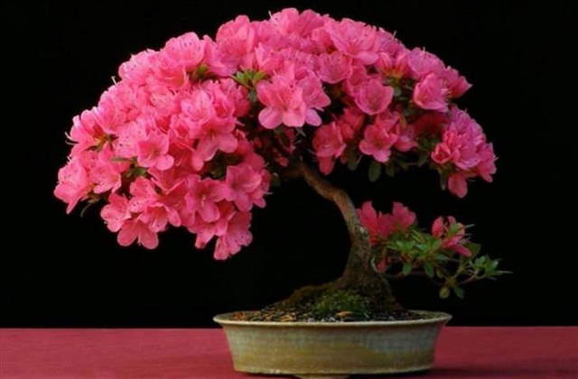 Shangrala's Beautiful Bonsai Trees