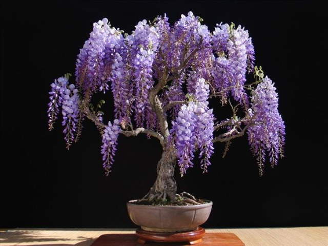 Shangrala's Beautiful Bonsai Trees